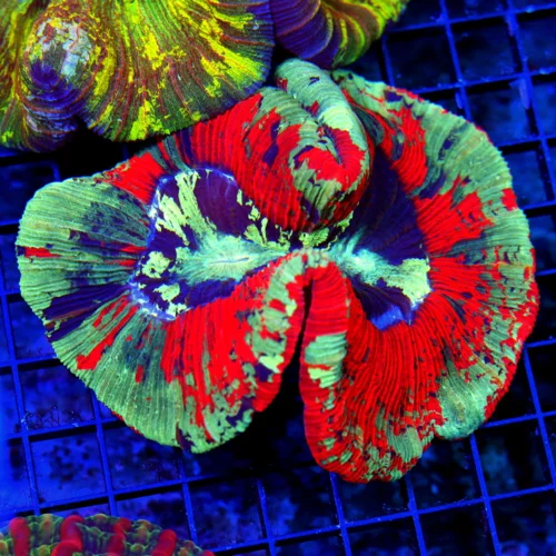 WYSIWYG 5.5x5.5 XL RAINBOW WELLSOPHYLLIA-SOME OF THE BEST RAINBOW WELLSOS I HAVE SEEN IN YEARS-EPIC COLORS! live coral for sale - Extreme Corals