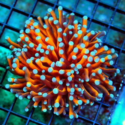 WYSIWYG 4x4 TORCH CORAL - EXTREMECORALS FAMOUS BOOK QUALITY "RADIOACTIVE" ORANGE/GOLD BLUETIPPED TORCH live coral for sale - Extreme Corals