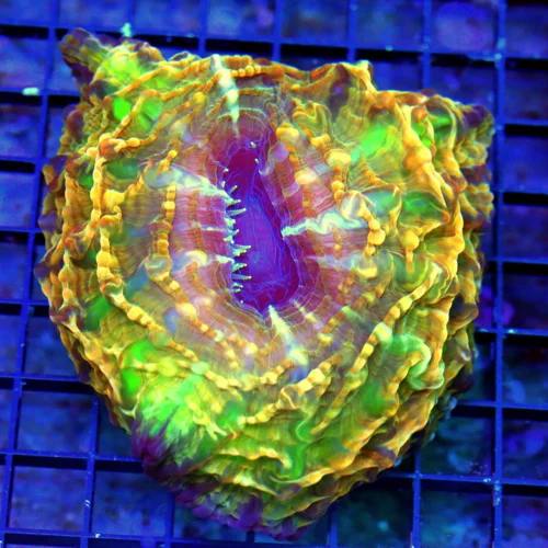 WYSIWYG 5.5x5.5 I HAVE NEEEEVER SEEN ONE THIS COLOR!!! XXL MASTER INDOPHYLLIA-SCOTT'S HANDPICKED ULTRA live coral for sale - Extreme Corals