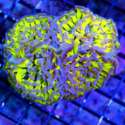 WYSIWYG 5x4 XL TOXIC ULTRA NEON GREEN SUPER GLOWING BLUE TIPPED BRANCHING INDO FATHEAD HAMMER live coral for sale - Extreme Corals