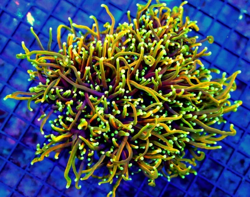 WYSIWYG 7.5X7.5 GIANT XXL ULTIMATE SHOWPIECE "HELLFIRE-DRAGON SOUL MORPH" INDO GIANT COLLECTOR CENTERPIECE T live coral for sale - Extreme Corals