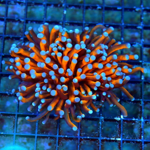 WYSIWYG 5X4.5 LARGE TORCH CORAL - EXTREMECORALS FAMOUS BOOK QUALITY "RADIOACTIVE" ORANGE/GOLD BLUETIPPED TOR live coral for sale - Extreme Corals