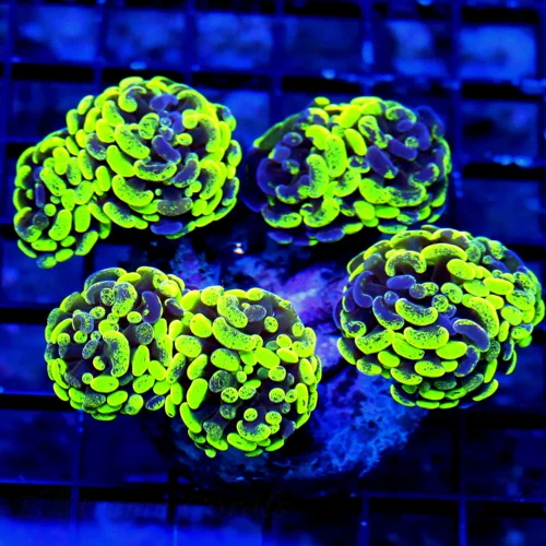 WYSIWYG 5.5X5.5 XL SUPER TOXIC GREEN PURPLE PAINTED ULTRA COLORED BRANCHING SHOW HAMMER CORAL live coral for sale - Extreme Corals