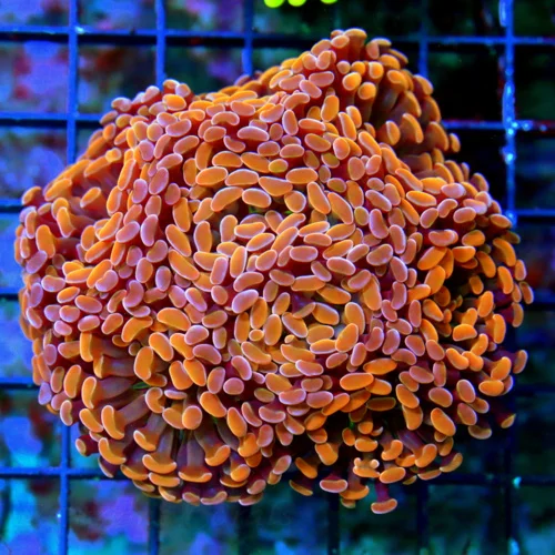 WYSIWYG 5.5X5.5 XL SUPER ULTRA FLORESCENT NEON ORANGE ULTRA GRADE BRANCHING INDO HAMMER-FABULOUS COLOR!! live coral for sale - Extreme Corals