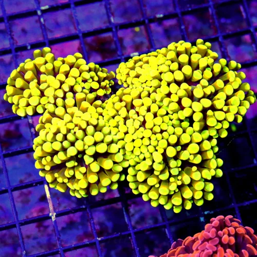 WYSIWYG 6.5X5 extremely rare "YELLOW SHINE MUSCAT INDO BRANCHING HAMMER" first ones i have ever gotten!!!! live coral for sale - Extreme Corals