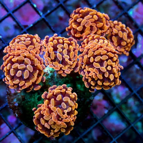 WYSIWYG 6X5 XL SUPER ULTRA FLORESCENT NEON ORANGE-GOLD ULTRA GRADE BRANCHING INDO HAMMER-FABULOUS COLOR!! live coral for sale - Extreme Corals
