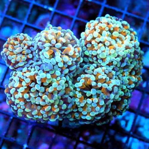 WYSIWYG 5.5X5 XL PEE IN YOUR PANTS AWESOME ULTIMATE COLLECTORS ITEM BRANCHING HAMMER-UNREAL COLOR!! live coral for sale - Extreme Corals