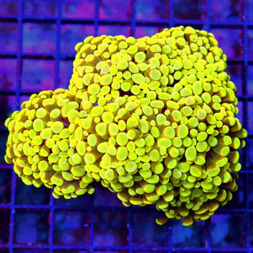 WYSIWYG 5.5X5.5 extremely rare "YELLOW SHINE MUSCAT INDO BRANCHING HAMMER" first ones i have ever gotten!!!! live coral for sale - Extreme Corals