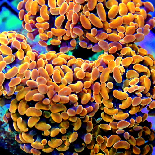 WYSIWYG 5.5X5.5 XL SUPER ULTRA FLORESCENT NEON ORANGE-GOLD ULTRA GRADE BRANCHING INDO HAMMER-FABULOUS COLOR! live coral for sale - Extreme Corals