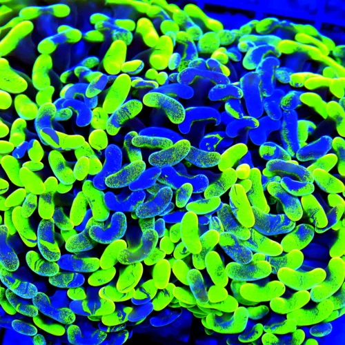 WYSIWYG 6X5 OUTRAGEOUS SUPER TOXIC GREEN AND BLUE PAINTED XXL ULTRA GRADE HAMMER CORAL live coral for sale - Extreme Corals