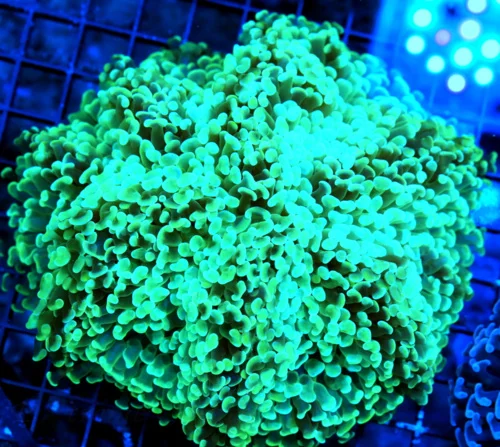 WYSIWYG 7X7 TOTALLY CRAZY SEAFOAM BLUE-GREEN ONE OF A KIND XXL CENTERPIECE HAMMER CORAL live coral for sale - Extreme Corals