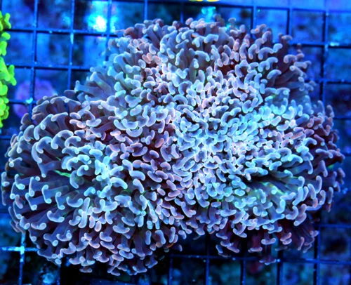 WYSIWYG 7.5X6.5 HANDPICKED BY SCOTT EYE POPPING PINK AND BLUE COLLECTORS ITEM XXL HAMMER live coral for sale - Extreme Corals