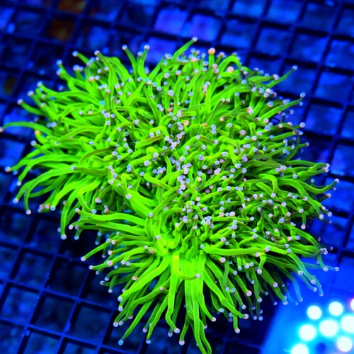 WYSIWYG 7X7 GIANT XXL TOXIC GREEN SUPER SUPER PINK AND BLUE TIPPED "CARE BEAR" INDO TORCH live coral for sale - Extreme Corals
