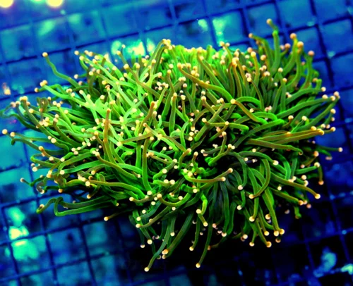 WYSIWYG 7X5 GIANT XXL SUPER ORANGE TIPPED FOREST GREEN XXL TORCH CORAL-AWESOME SPECIMEN live coral for sale - Extreme Corals