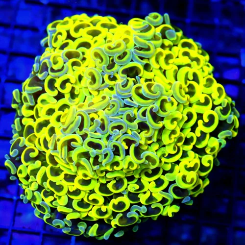WYSIWYG 6X6 GIANT CENTERPIECE ULTRA ULTRA YELLOW AND BLUE PAINTED SHOWPIECE GIANT HAMMER CORAL live coral for sale - Extreme Corals