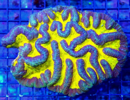 WYSIWYG 7X5.5 ONE OF A KIND COLLECTOR ITEM "YELLOW AND PURPLE SYMPHYLLIA" CORAL OF THE MONTH live coral for sale - Extreme Corals