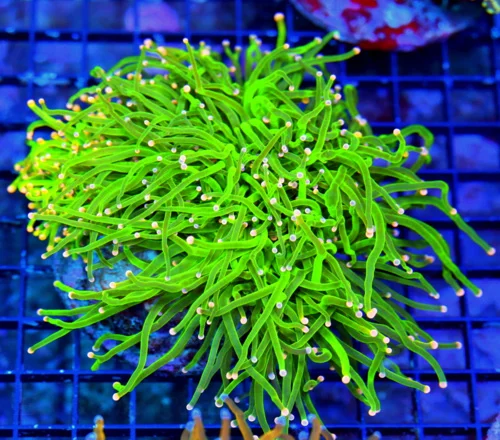 WYSIWYG 6.5X6 7X7 GIANT XXL TOXIC GREEN SUPER SUPER PINK AND BLUE TIPPED "CARE BEAR" INDO TORCH live coral for sale - Extreme Corals