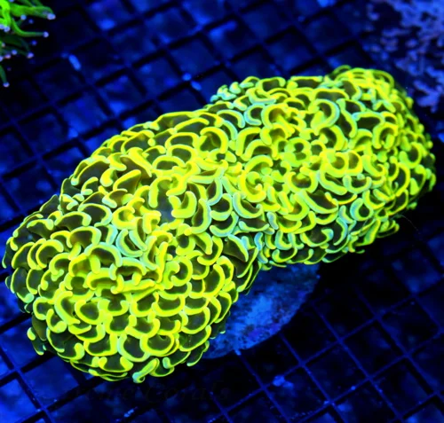 WYSIWYG 8X5 GIANT CENTERPIECE ULTRA ULTRA YELLOW AND BLUE PAINTED SHOWPIECE GIANT HAMMER CORAL live coral for sale - Extreme Corals