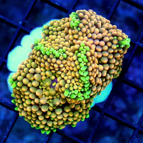 WYSIWYG 3.5" ULTRA COLORED RICORDIA PULYP ROCK-VERY NICE!! live coral for sale - Extreme Corals