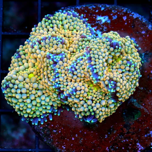 WYSIWYG 3.5" ULTRA COLORED RICORDIA PULYP ROCK-VERY NICE!! live coral for sale - Extreme Corals