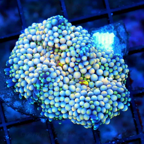 WYSIWYG 2.5" ULTRA COLORED RICORDIA PULYP ROCK-VERY NICE!! live coral for sale - Extreme Corals