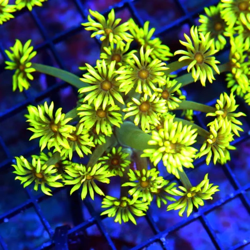 WYSIWYG 3" ULTRA COLORED ULTRA GRADE SCREAMIN FLORESCENT YELLOW RED ALIEN EYED INDO GONIOPORA live coral for sale - Extreme Corals