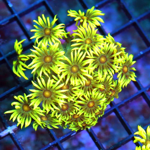 WYSIWYG 3" ULTRA COLORED ULTRA GRADE SCREAMIN FLORESCENT YELLOW RED ALIEN EYED INDO GONIOPORA live coral for sale - Extreme Corals