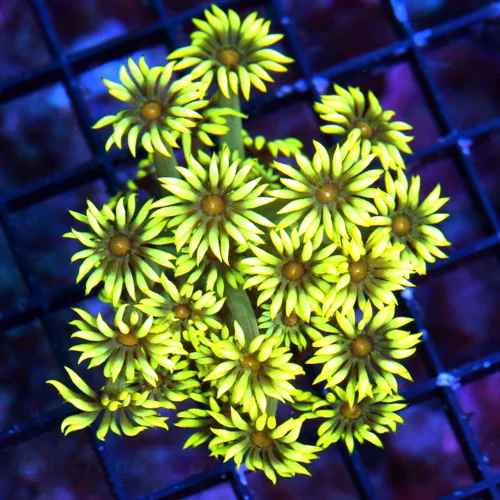 WYSIWYG 3" ULTRA COLORED ULTRA GRADE SCREAMIN FLORESCENT YELLOW RED ALIEN EYED INDO GONIOPORA live coral for sale - Extreme Corals