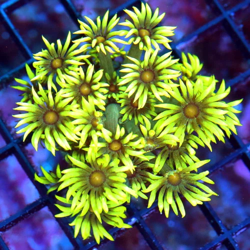 WYSIWYG 3" ULTRA COLORED ULTRA GRADE SCREAMIN FLORESCENT YELLOW RED ALIEN EYED INDO GONIOPORA live coral for sale - Extreme Corals