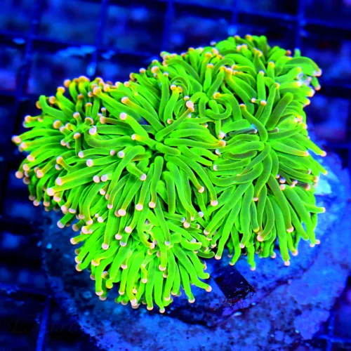 4X4 SUPER SUPER NEON NEON GREEN ORANGE TIPPED ULTRA COLORED TORCH CORAL