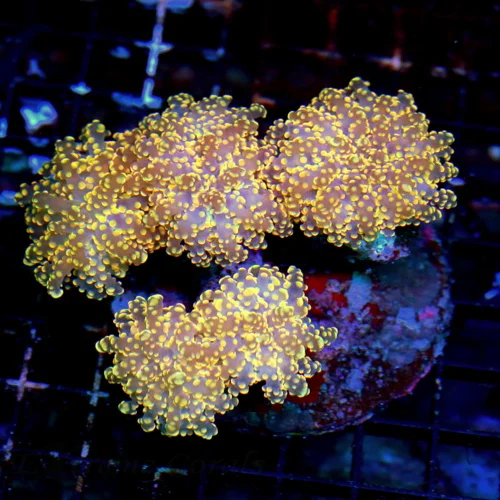 6X5 ULTRA ORANGE HANDPICKED SUPER COLORED BRANCHING OCTOSPAWN-INCREDIBLE