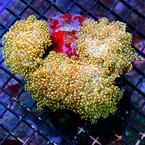 6.5X5 ULTRA ORANGE HANDPICKED SUPER COLORED BRANCHING OCTOSPAWN-SPECTACULAR COLOR