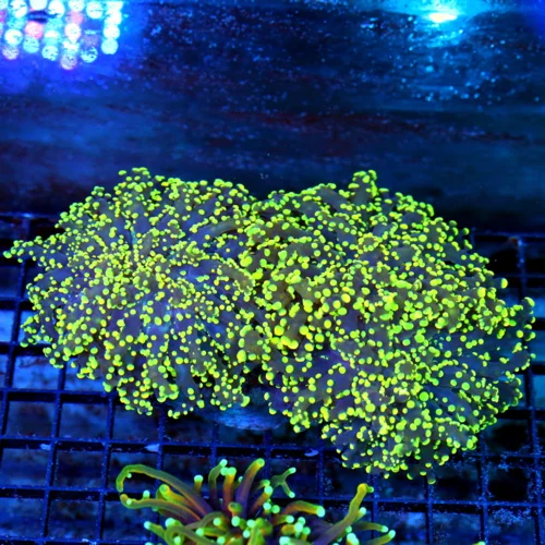 7X5 STUNNING BLUE POLYPED SUPER YELLOW TIPPED ULTRA COLORED OCTOSPAWN