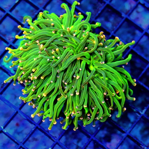 4X4 ULTRA PINK TIPPED GLOWING GREEN INDO ULTRA COLORED TORCH
