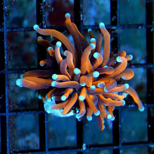 ULTRA COLORED SUPER NICE ULTRA GRADE INDO HELLFIRE TORCH