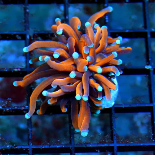 ULTRA COLORED SUPER NICE ULTRA GRADE INDO HELLFIRE TORCH