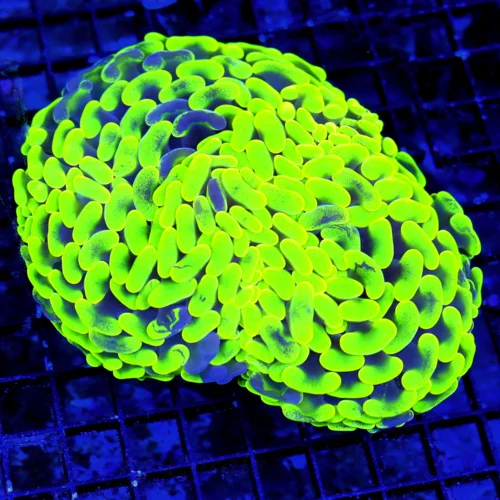 6X5 SUPER ULTRA HANDPICKED GLOW IN THE DARK TOXIC GREEN BLUE PAINTED COLLECTOR HAMMER CORAL