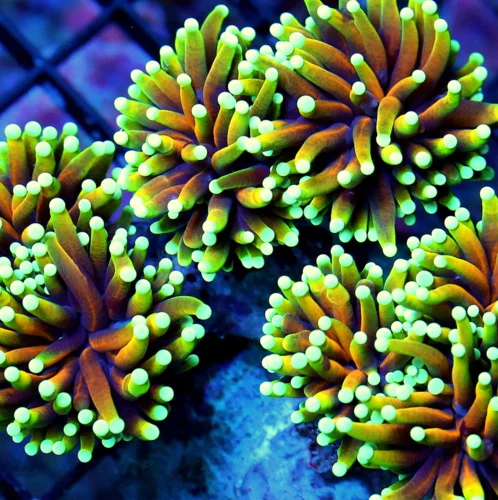 5.5X5.5 UNTRAL HANDPICKED 24K GOLD MORPH INDO SHOWPIECE TORCH CORAL