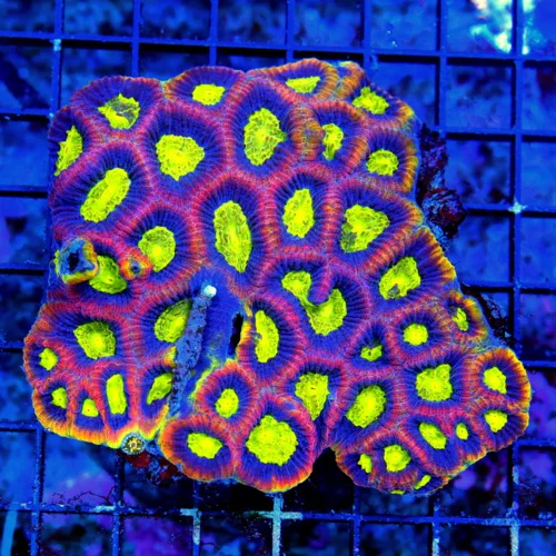 5X4.5 SUPER COLORED YELLOW RIMMED ULTRA GRADE DRAGON SOUL FAVIA-AWESOME
