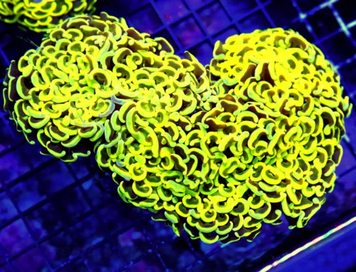 WYSIWYG 8X7 GIGANTIC ULTRA CENTERPIECE ULTRA ULTRA YELLOW AND BLUE PAINTED SHOWPIECE GIANT HAMMER CORAL live coral for sale - Extreme Corals