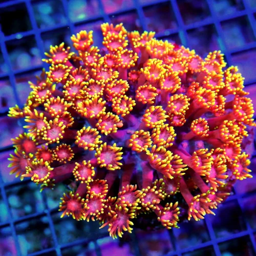 WYSIWYG 5.5X5.5 LARGE ULTIMATE RAINBOW INDO ULTRA ULTRA RAINBOW GONIOPORA-BOOK QUALITY live coral for sale - Extreme Corals