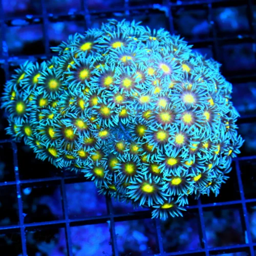 WYSIWYG 5X4 LAGE ULTRA ULTRA "XMAN WOLVERINE" SUPER BLUE YELLOW EYED GONIOPORA live coral for sale - Extreme Corals