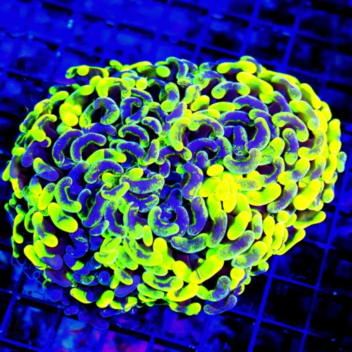 WYSIWYG 5.5X5 OUTRAGEOUS SUPER TOXIC GREEN AND BLUE PAINTED XXL ULTRA GRADE HAMMER CORAL live coral for sale - Extreme Corals