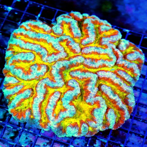 WYSIWYG 7X7 XXL SCOTT'S ULTIMATE HANDPICKED YELLOW CENTEREED TRICOLORED PEE IN YOU PANTS AWESOME LOBOPHYLLIA live coral for sale - Extreme Corals