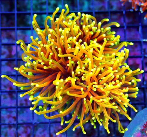 WYSIWYG 6X6 GIANT XXL 24K GOLD MORPH HANDPICKED CENTERPIECE INDO TORCH-VERY VERY SPECIAL! live coral for sale - Extreme Corals