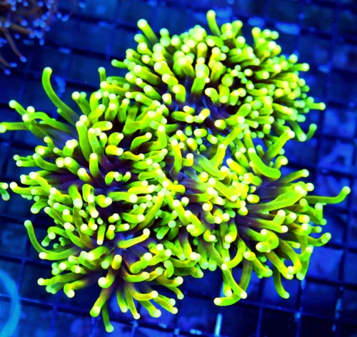 WYSIWYG 6X6 GINAT XXL SUPERS SUPER NEON PURPLE YELLOW-LIME GREEN TIPPED ULTRA COLORED XL INDO SHOW TORCH live coral for sale - Extreme Corals