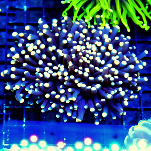WYSIWYG 5.5X5 SUPER SUPER ULTRA DARK PURPLE PINK ORANGE TIPPED ULTRA GOLORED HANDPICKED INDO TORCH live coral for sale - Extreme Corals