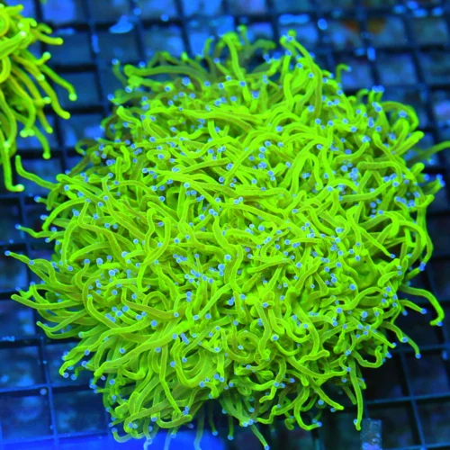 WYSIWYG 6.5X6.5 GIANT XXL CENTERPIECE GLOWING TOXIC GREEN "COTTON CANDY" INDO TORCH HUGE live coral for sale - Extreme Corals