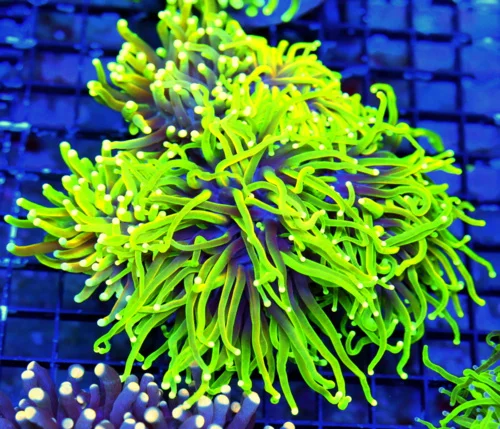 WYSIWYG 6.5X6.5 GLOWS FROM ACROSS THE ROOM SLAP YOUR MOMMA ULTRA TORCH-COLLECTORS ITEM!!!!!!!!!!!!!!!!!!! live coral for sale - Extreme Corals