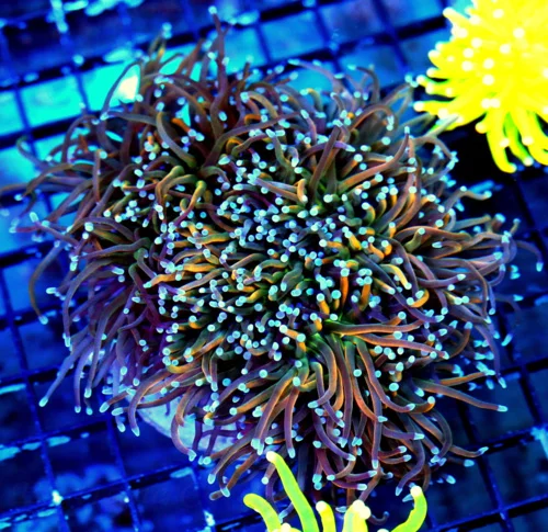 WYSIWYG 6.5X5.5 GIANT RAINBOW TORCH-I HAVE NEVER EVER SEEN THIS COLOR MORPH BEFORE ABSOLTELY INSANE!!!!!! live coral for sale - Extreme Corals